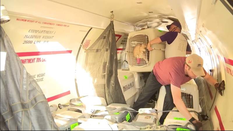 Animal advocates move 54 dogs from overcrowded Miami-Dade shelter to Canada