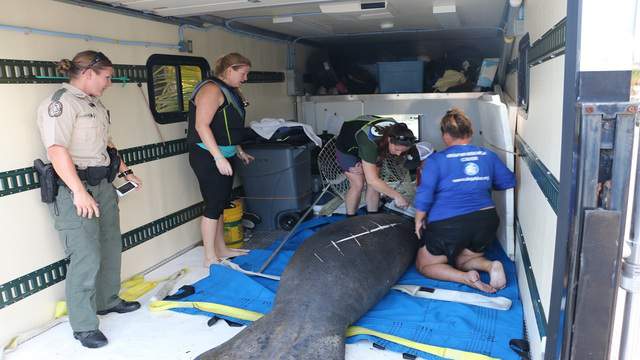 Manatee rescued by FWC, local citizens after being found in distress off Plantation Key