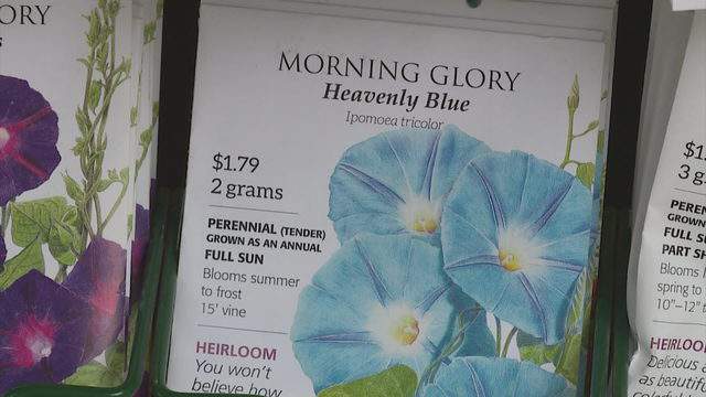 Plant Seeds With Hallucinogenic Effects Could Mean Trouble For Children The morning glory flower is a flower of duality. plant seeds with hallucinogenic effects