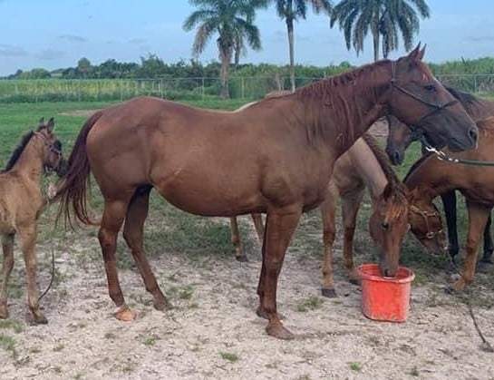20-year-old horse stolen from pasture, SPCA Rescue says