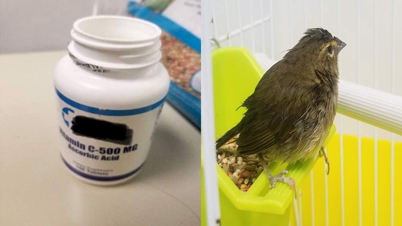 Passenger arriving to Miami from Cuba found with plastic bottle containing dead bird