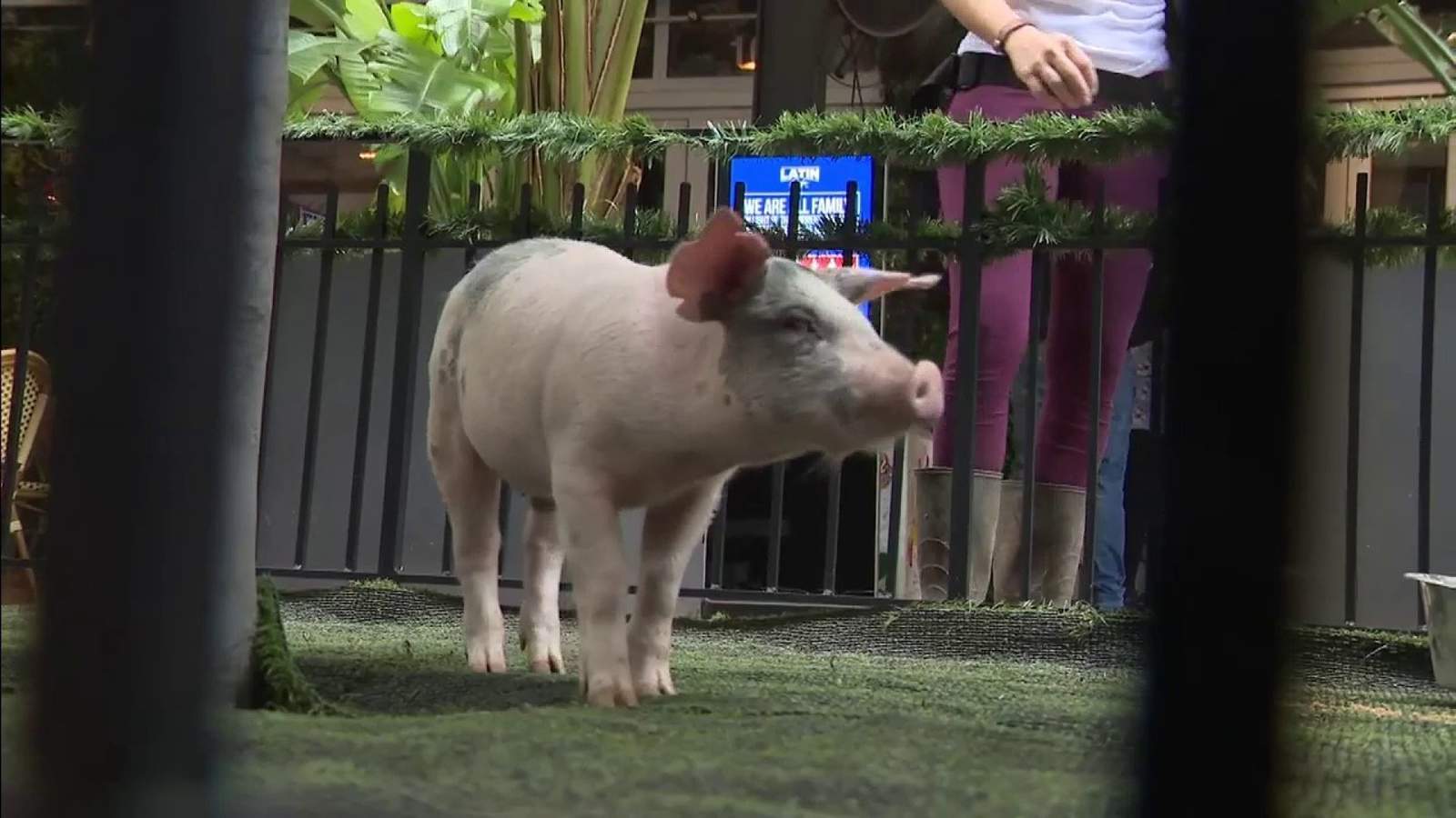 Restaurants help mayor to continue Miami-Dade’s pig pardoning tradition