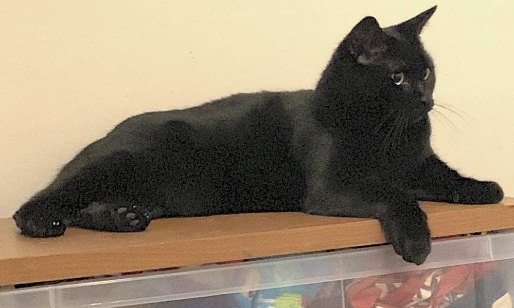 3 Furry Felines To Adopt Now In Miami