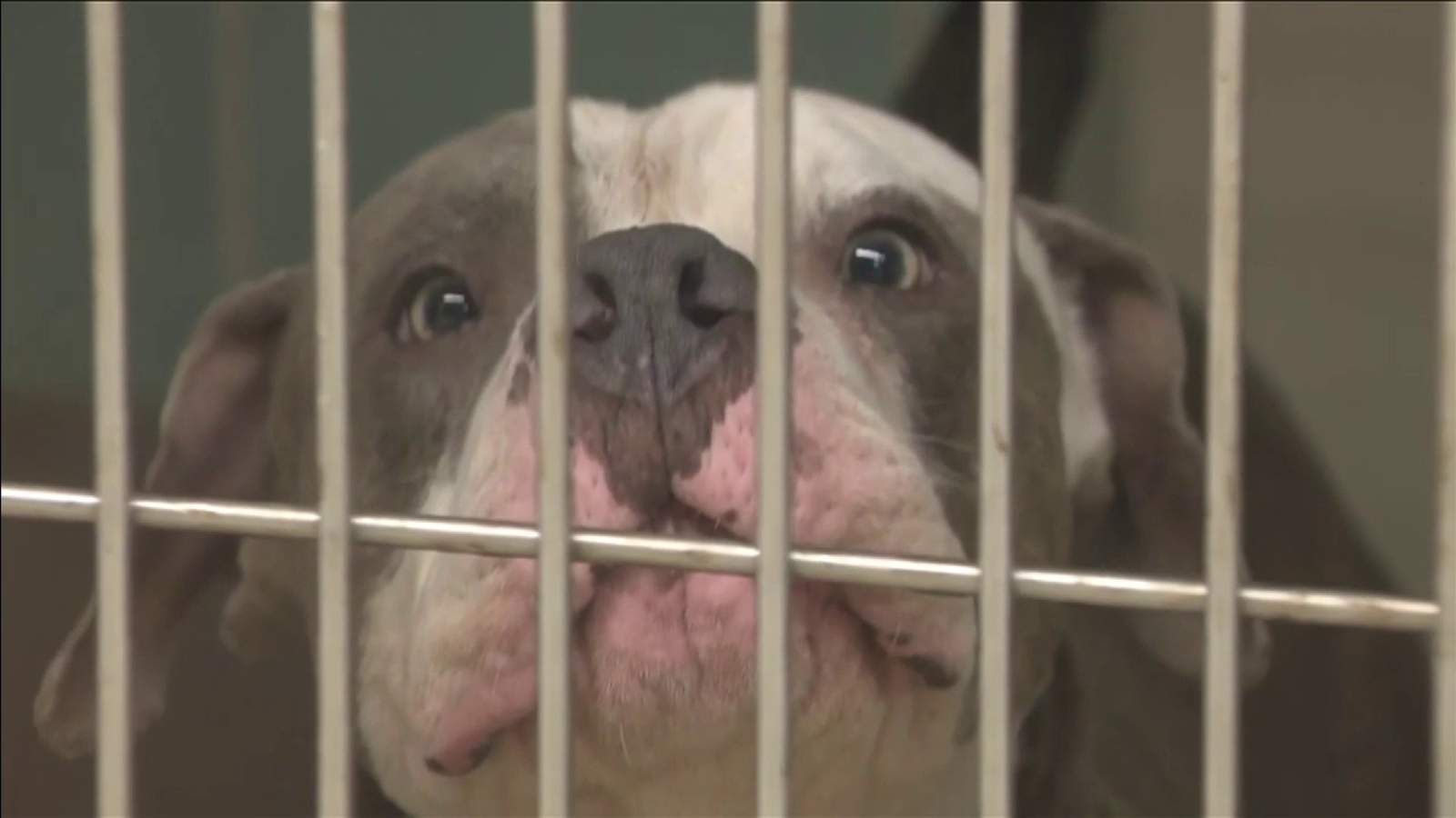 Broward County animal shelter failing, 208-page audit finds