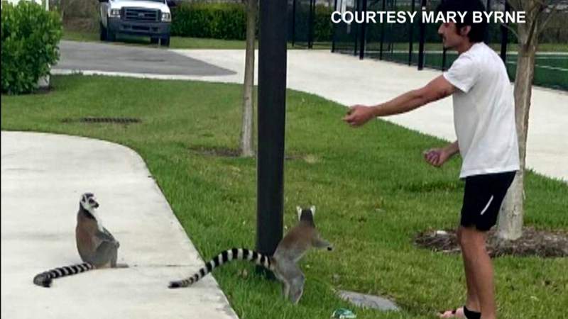 Two adorable lemurs have been spotted across Broward, and one is still on the loose