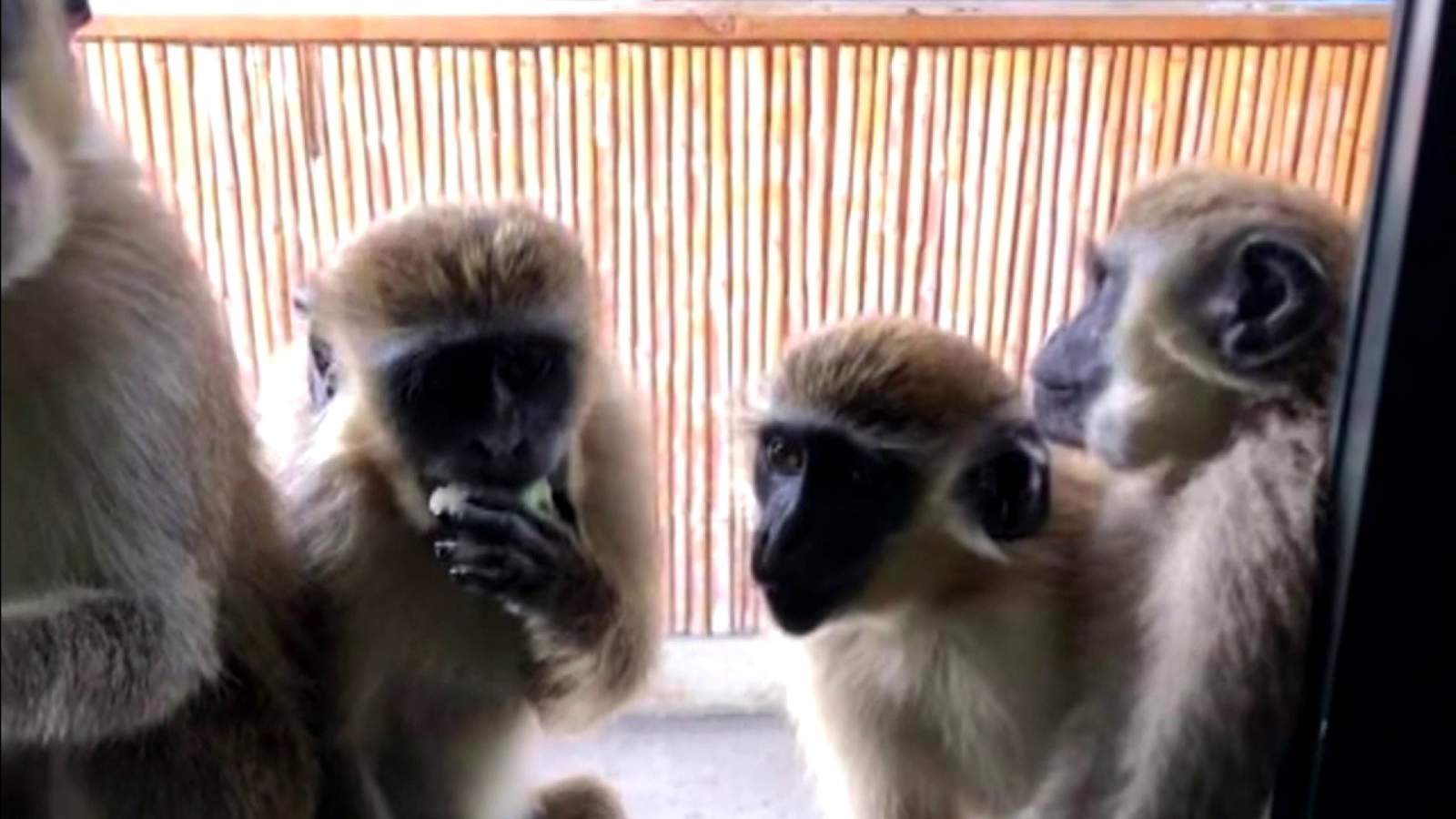 ‘Friendly’ wild vervet monkey colony grows to 40 in Dania Beach, researcher says