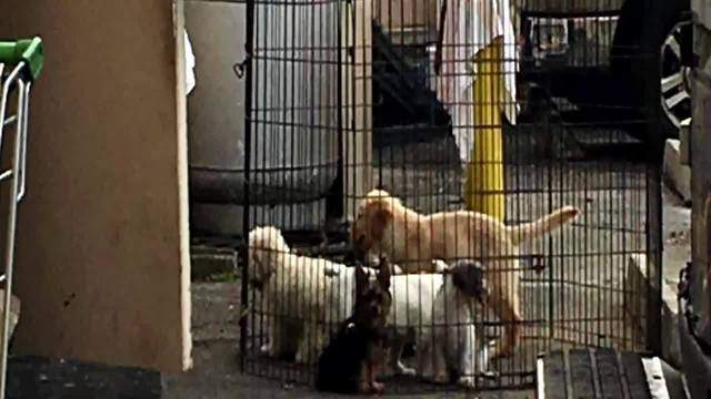 Dogs Left Caged In Parking Lot By Groomer Witnesses Say