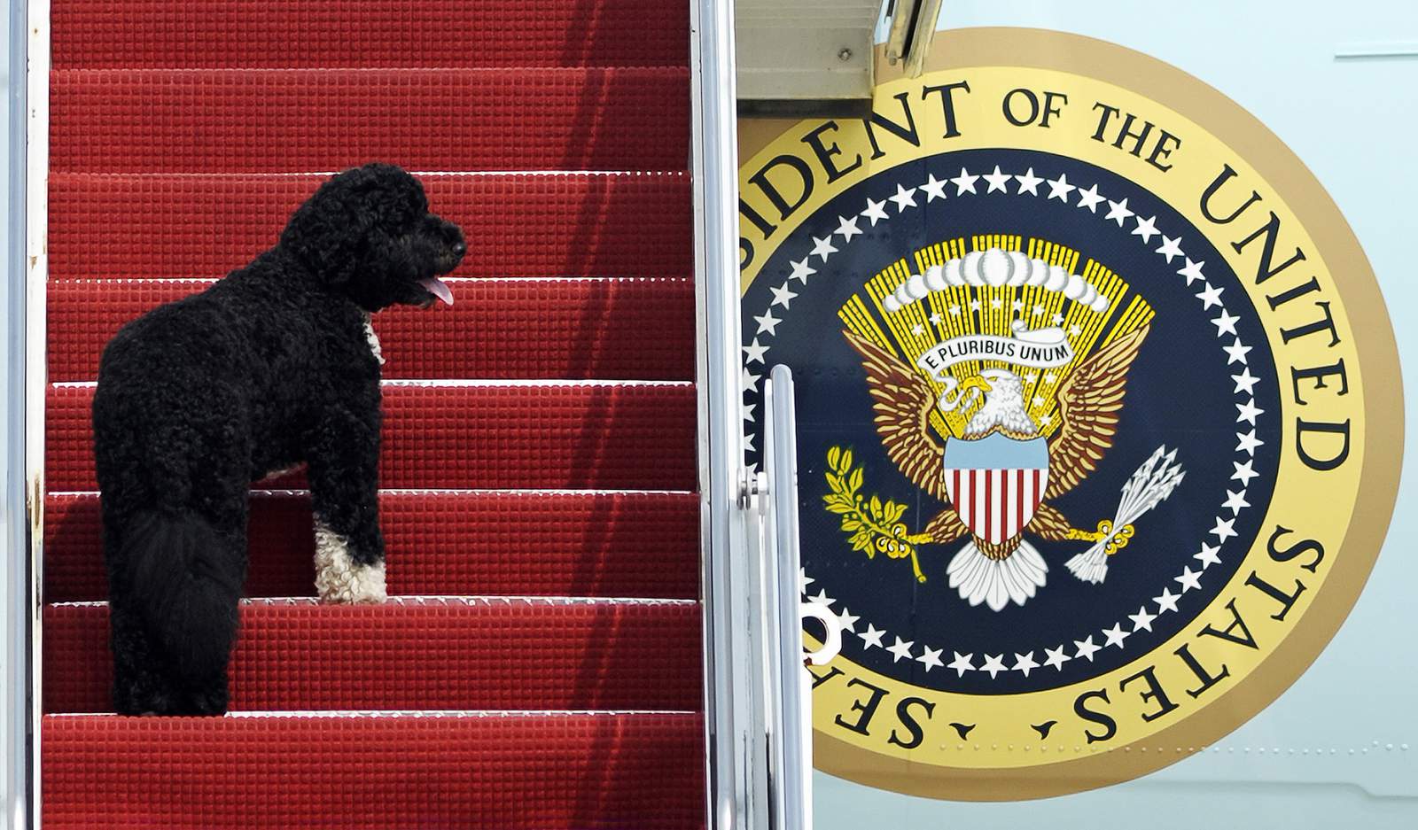 Pets are back: Biden's 2 dogs settle in at White House