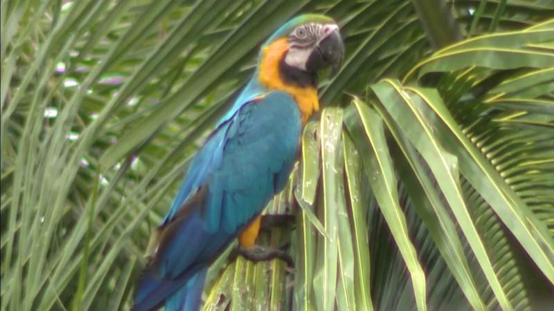 Wild macaw parrots need to be protected from poachers in Miami-Dade, residents say
