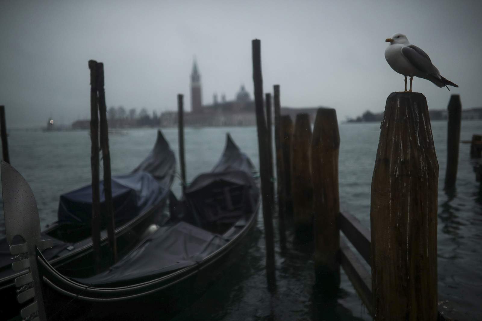 Groups: Venice lagoon still at risk after cruise ship decree