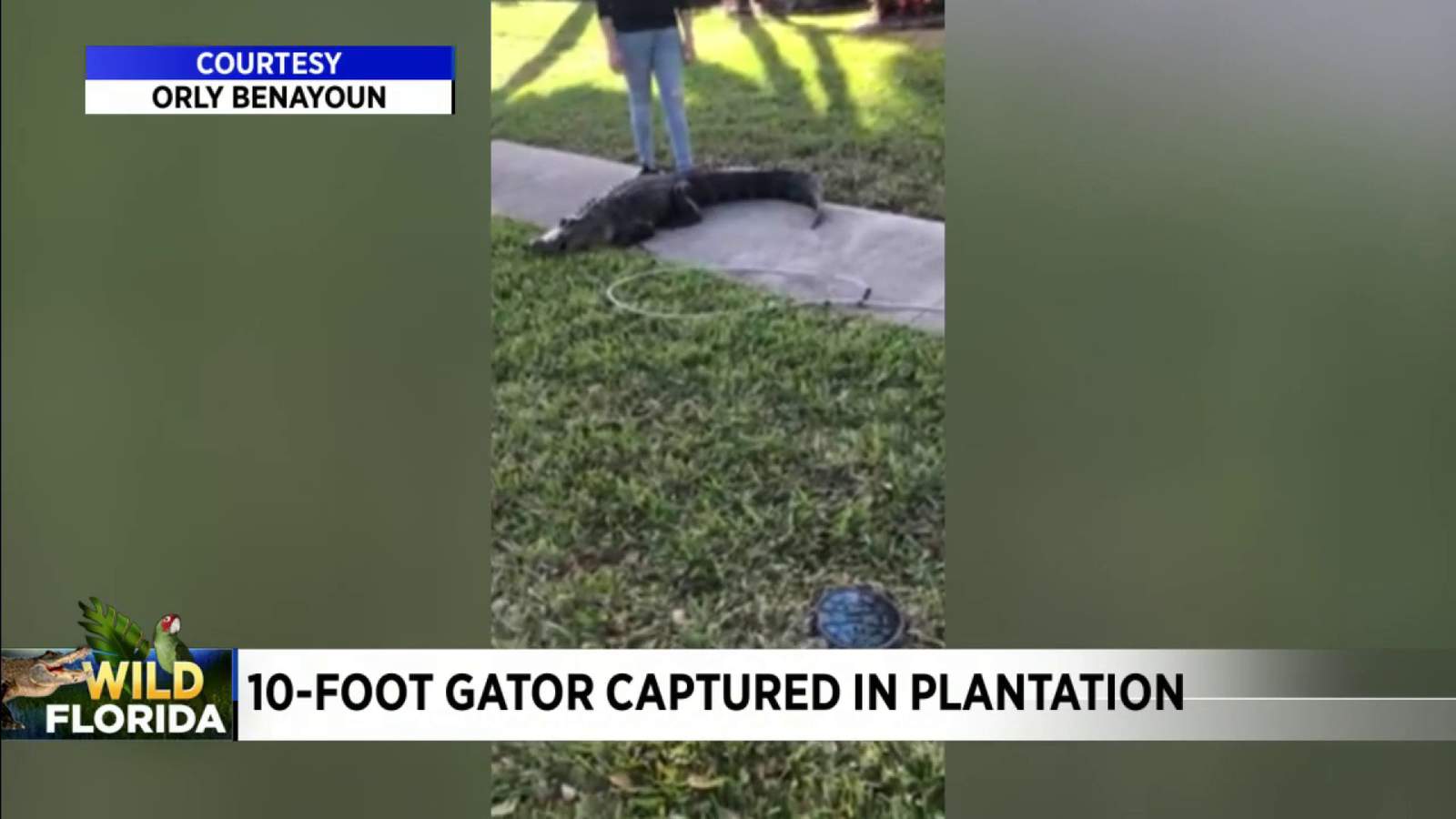 10-foot gator removed from lake in Plantation neighborhood
