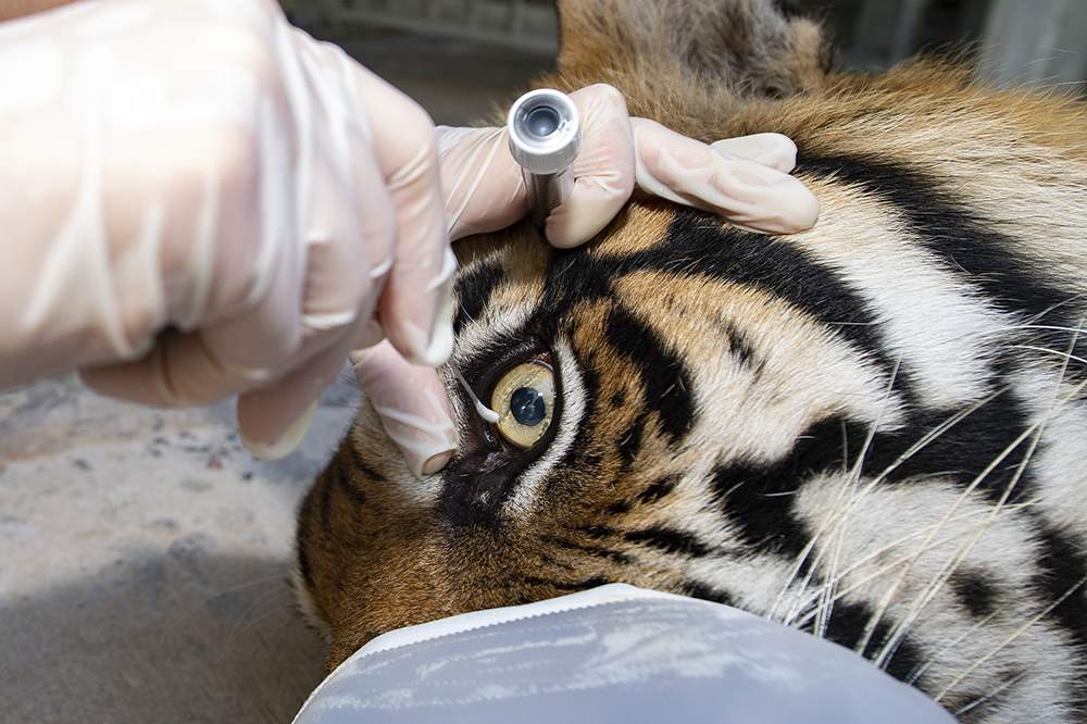 Zoo Miami Tests Tigers For Coronavirus