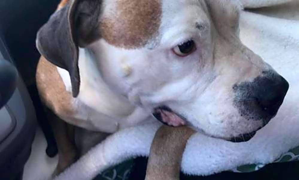 These Miami Based Dogs Are Up For Adoption And In Need Of A Good Home