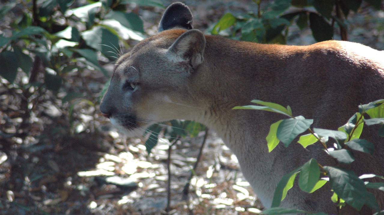 Officials: Florida panther struck and killed by vehicle
