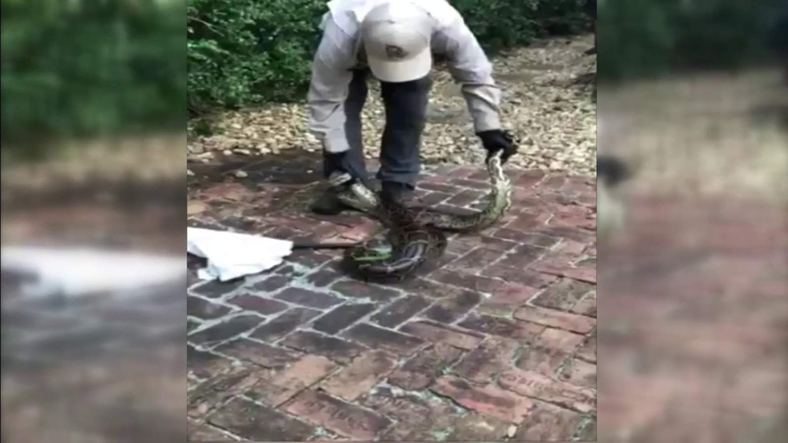 Large python caught in Coral Gables as sightings grow, likely due to colder temperatures