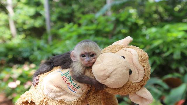 Jungle Island, Miami Seaquarium temporarily close amid coronavirus concerns