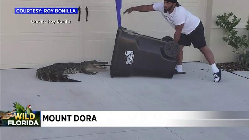 Florida man uses Army training, traps gator in trash bin