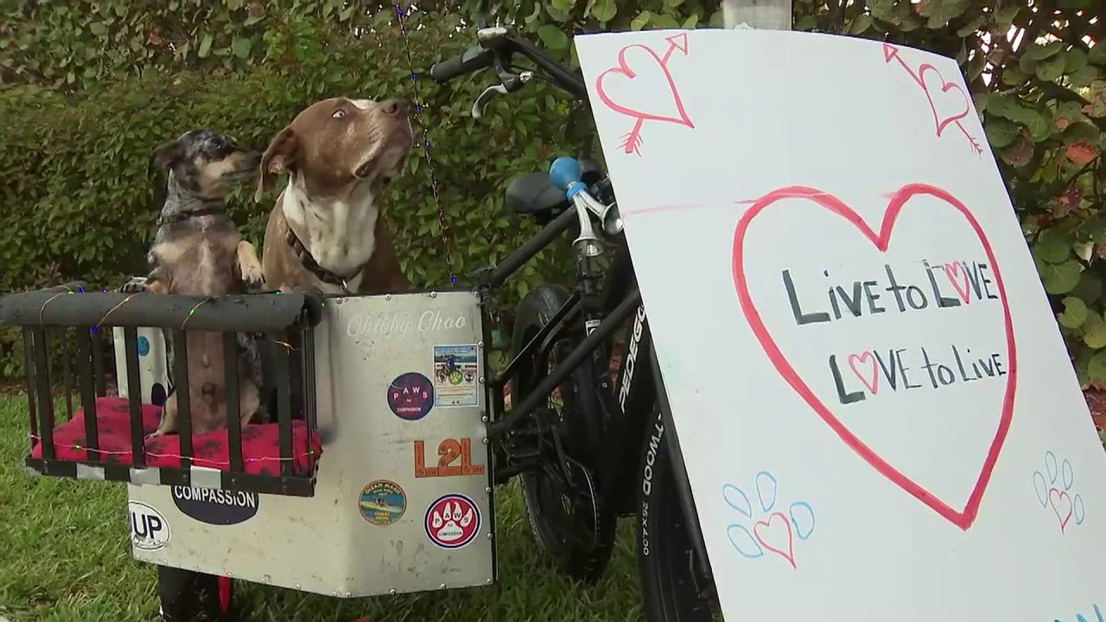 Therapy dogs greet students on 2-year anniversary of Parkland school shooting