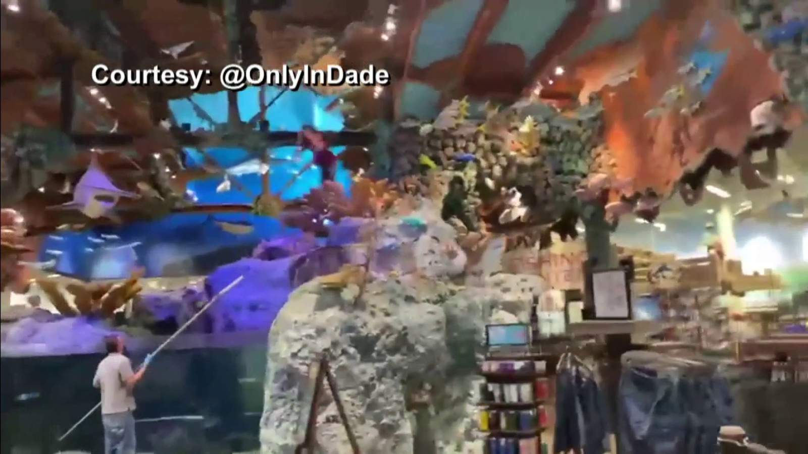 Caught on camera: Man jumps into store’s giant fish tank at Dolphin Mall