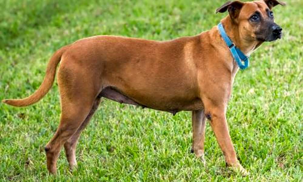 Looking To Adopt A Pet Here Are 7 Cuddly Canines To Adopt Now In
