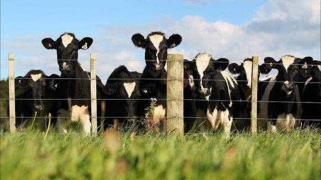 Man rallies giant herd of cows with just a saxophone in hilarious video