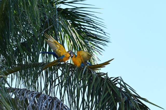 Jennifer Santino-Finger photographs macaws in Palmetto Bay.