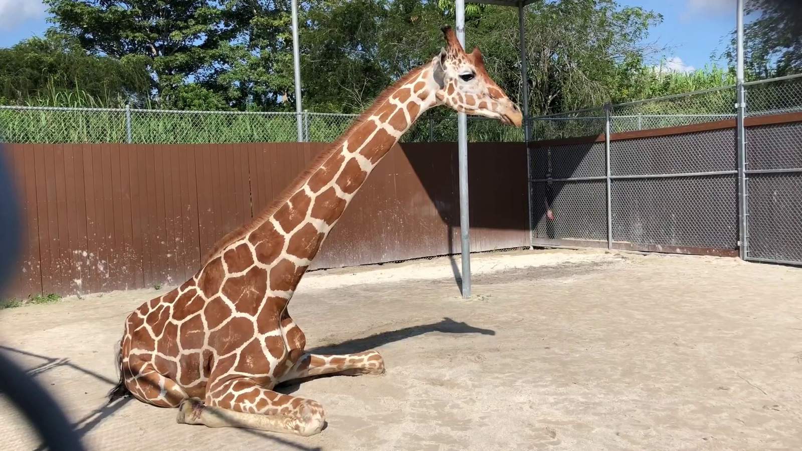 Zoo Miami giraffe undergoes successful series of procedures