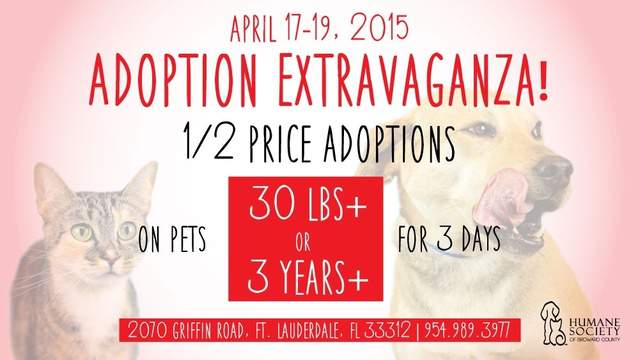 Pets Half Off During Adoption Extravaganza At Broward County