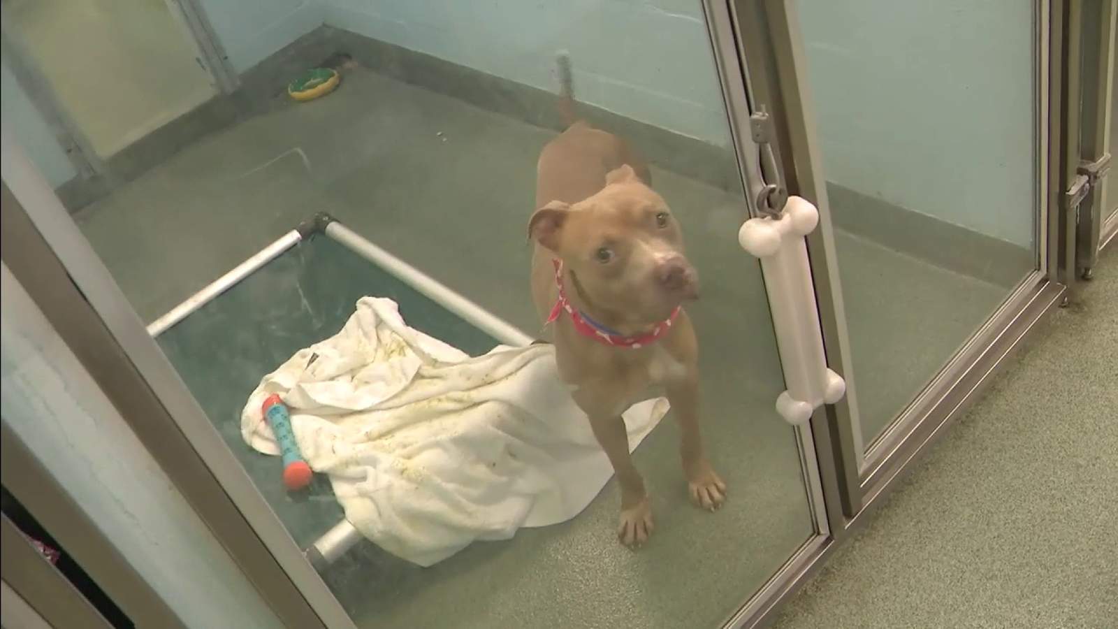Humane Society of Broward County needs support amid increased demand for pets during pandemic
