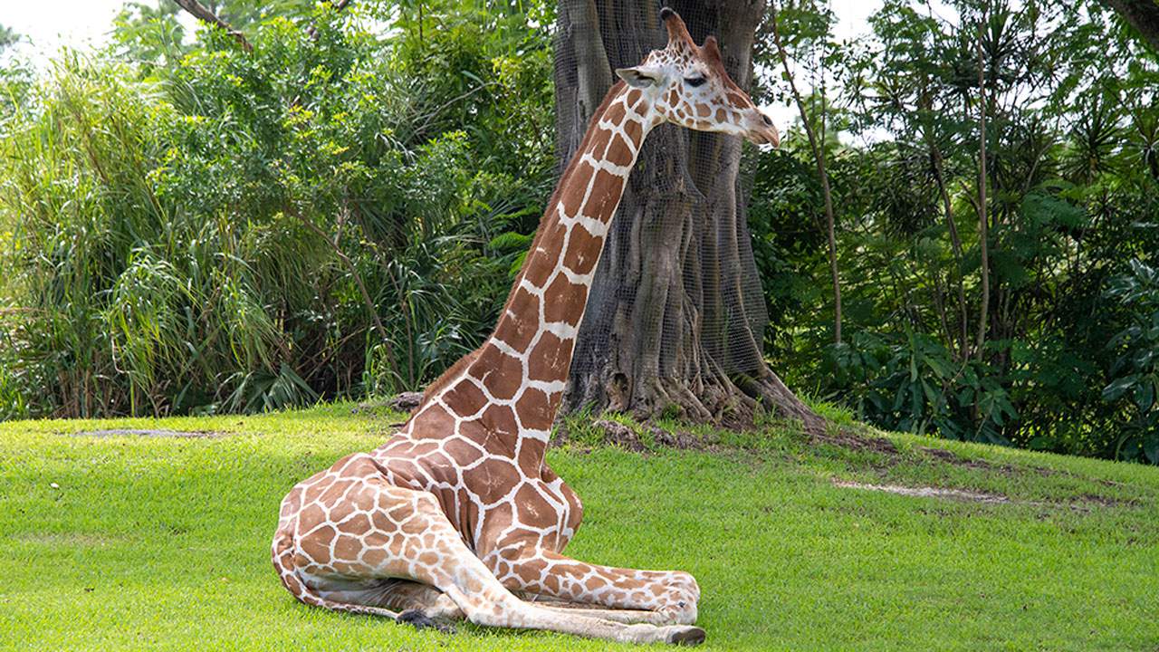 ZooMiami euthanizes male giraffe Pongo