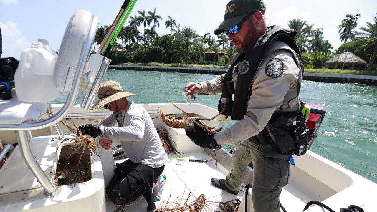 MCSO: Do not call 911 with questions about lobster mini season!