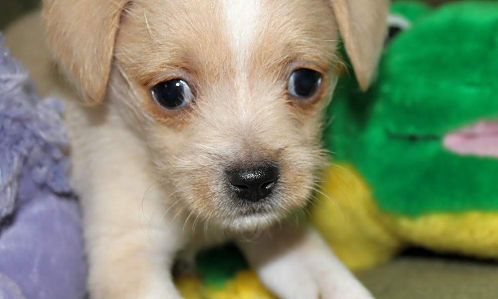 Want To Adopt A Pet Here Are 6 Cuddly Canines To Adopt Now In Miami