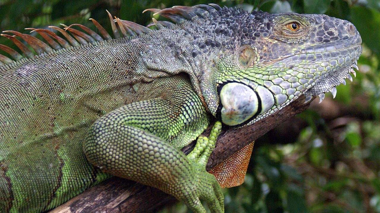 South Florida lawmaker seeks to ban sale of iguanas in state