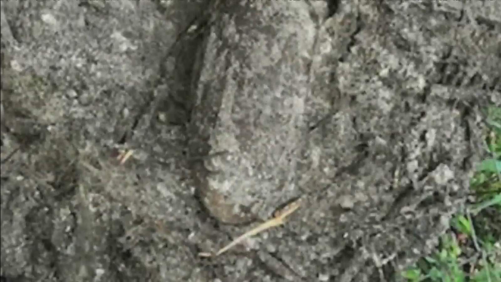 Old military device found buried in South Florida backyard