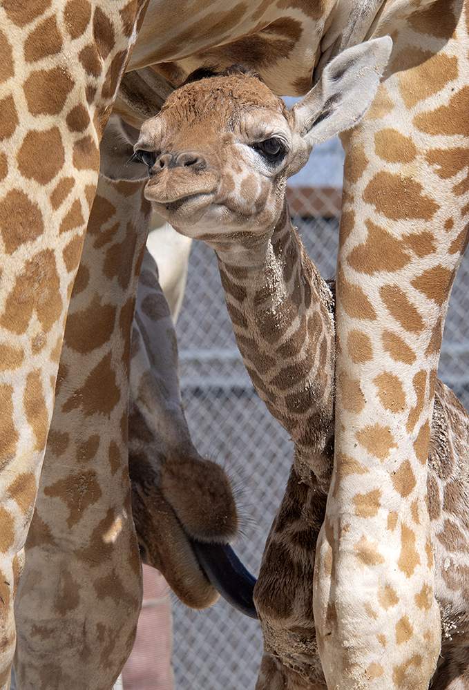 Same dad, two babies: Zoo Miami presents newborn giraffes