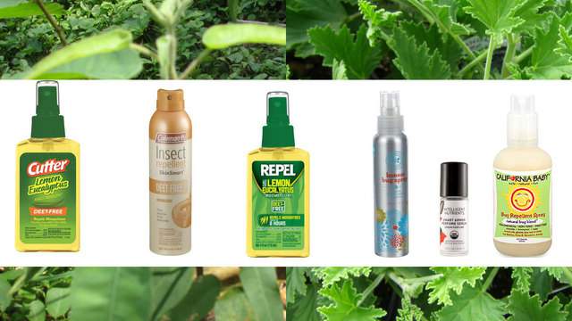 Natural repellents help chemophobes keep Zika mosquitoes away