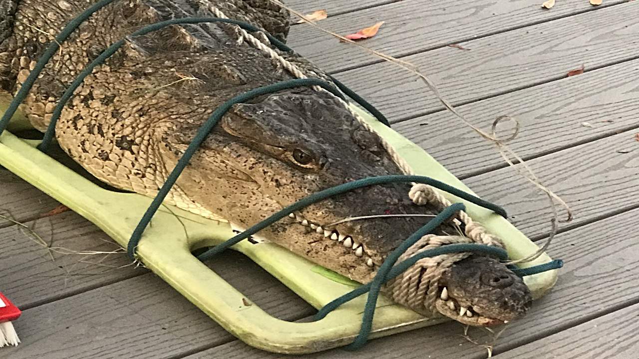 FWC removes crocodile from Islamorada home