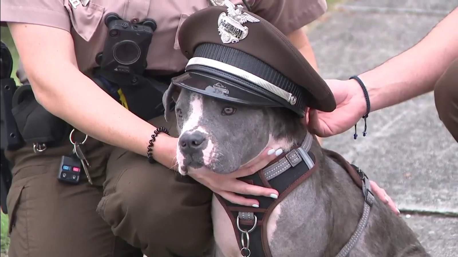 After nearly dying at park, rescued puppy finds home with police officer