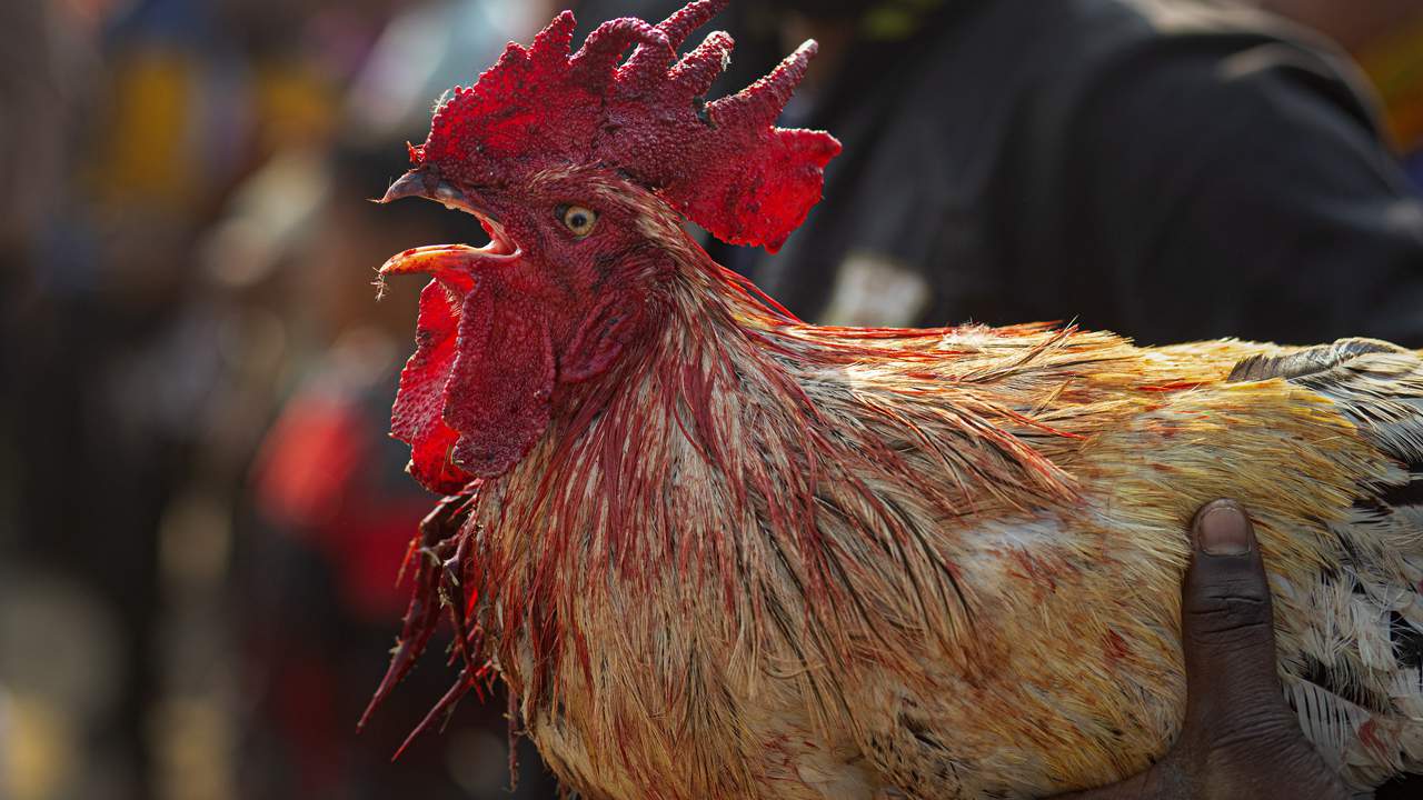 Man dies after being attacked by his cockfighting rooster