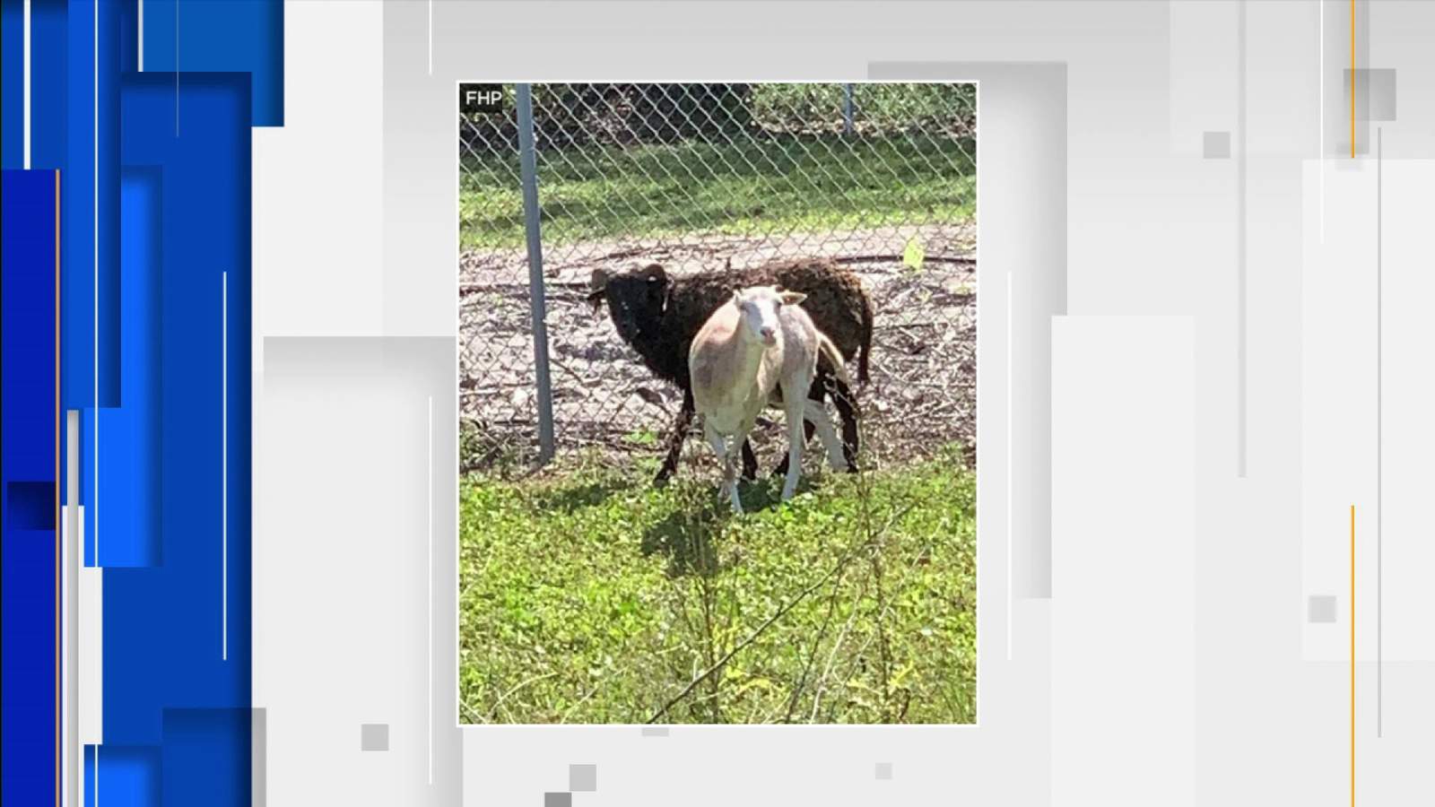 There’s a runaway goat in Tampa — no, it’s not Tom Brady