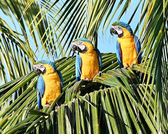 Jennifer Santino-Finger photographs macaws in Palmetto Bay.