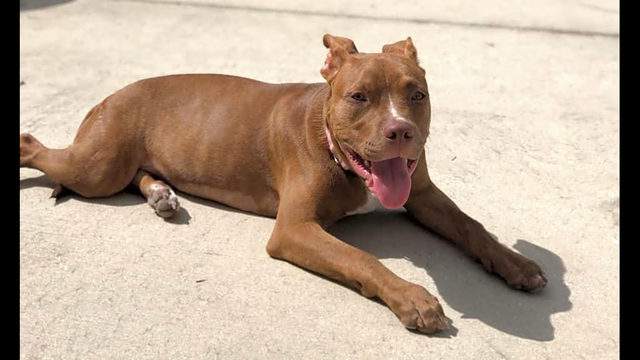 Want To Adopt A Pet Here Are 4 Cuddly Canines To Adopt Now In Miami