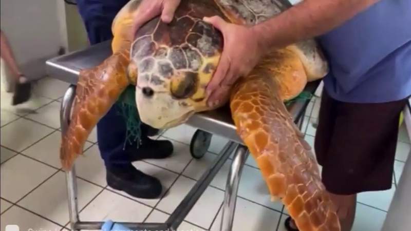 Loggerhead turtle vets believed to have been at least 70 years old dies in Marathon