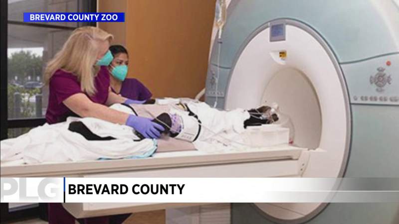 Black bear undergoes MRI at Florida hospital