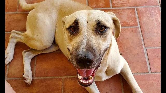 7 delightful doggies to adopt now in Miami