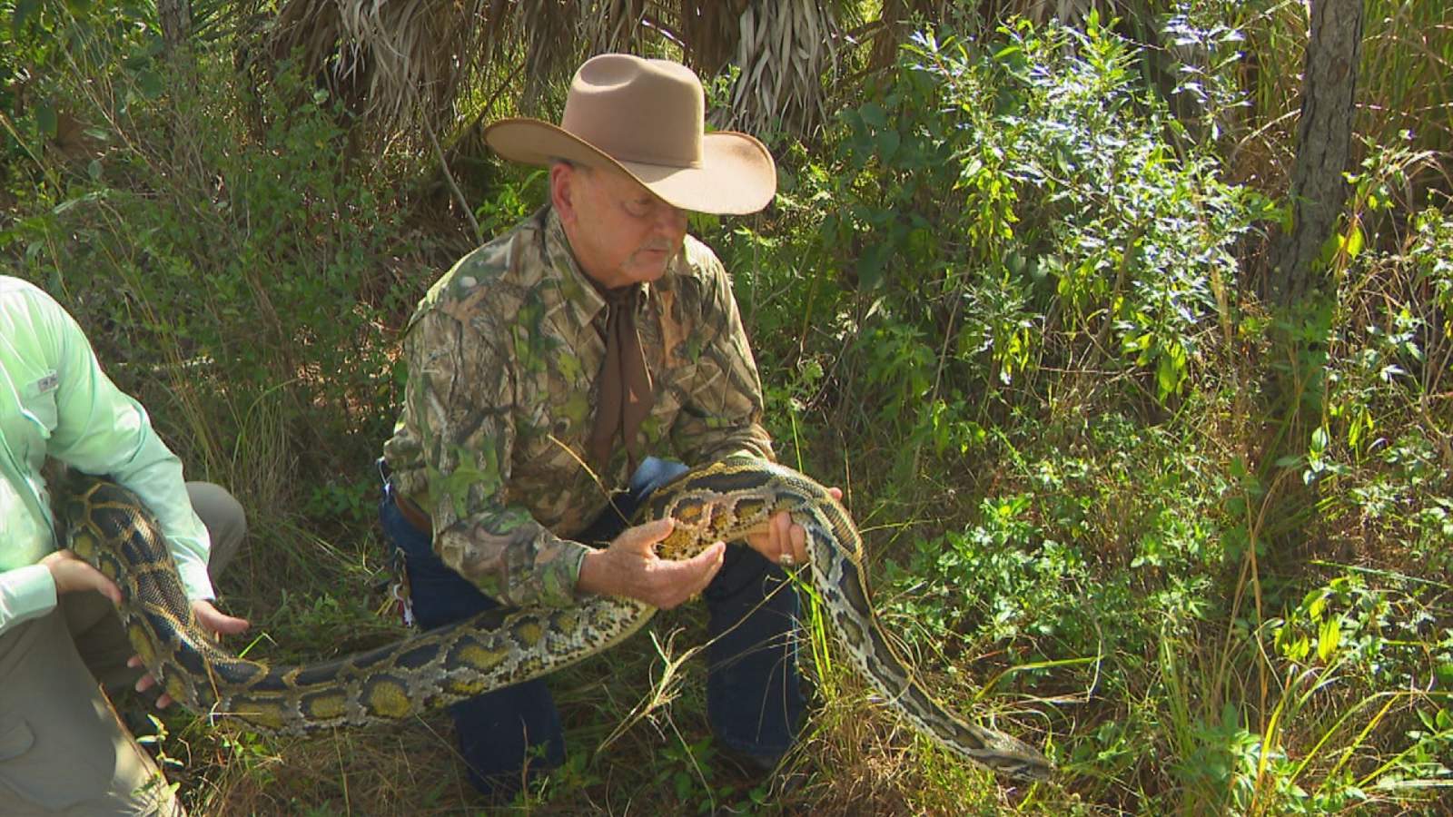 Florida 2020 Python Bowl to offer prizes for eradicating invasive snakes