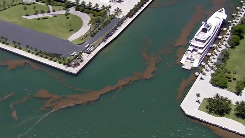 Aviso de ‘no nadar’ sigue en vigor para partes de Biscayne Bay