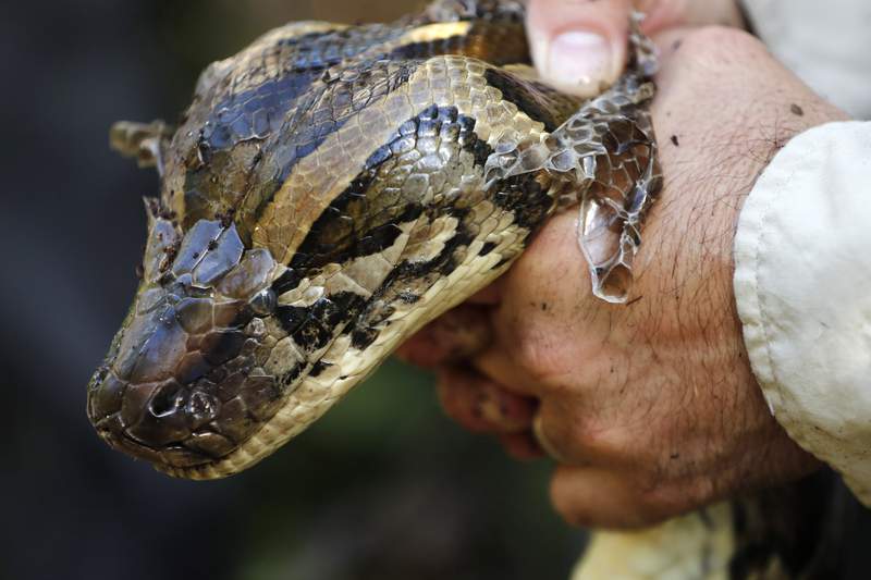 Man bitten by neighbor’s escaped python in toilet
