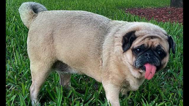Want To Adopt A Pet Here Are 6 Lovable Pups To Adopt Now In Miami
