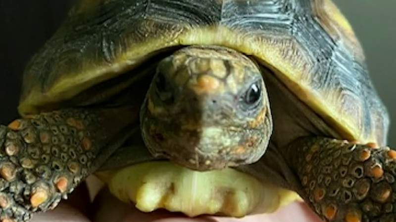 Tortoise movers sue for $500,000, say Florida moved too fast